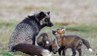 狐狸妈照片,母爱如影随形